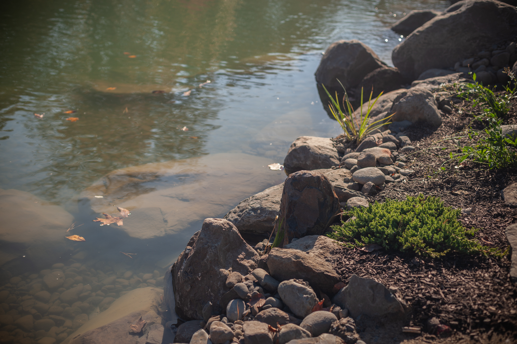 Tranquil landscape design with mature plantings